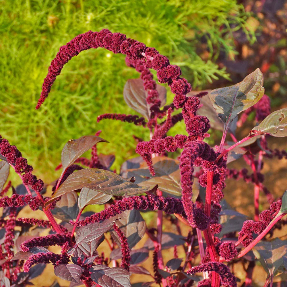 Hopi Red Dye Amaranth