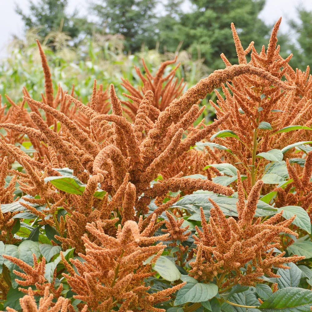 Golden Giant Amaranth
