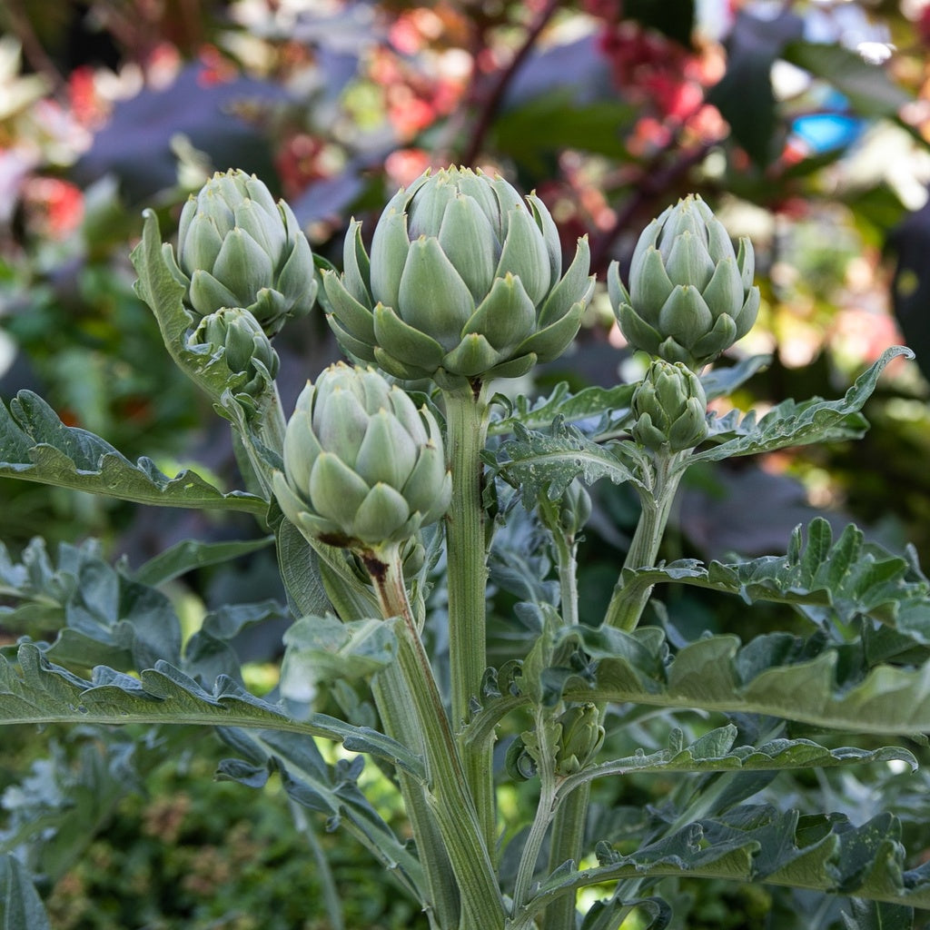 Tavor Artichoke