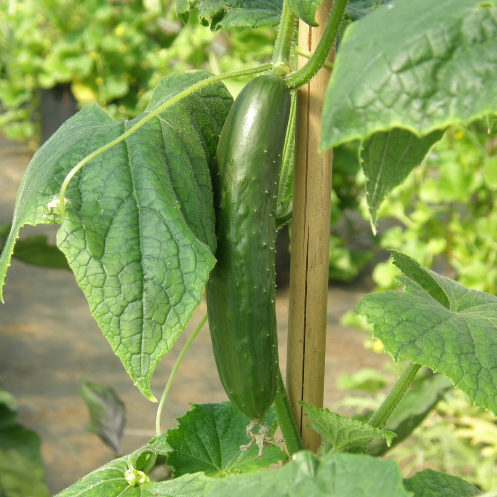 Lebanese Green Finger Cucumber - Organic  Jardins de l'coumne