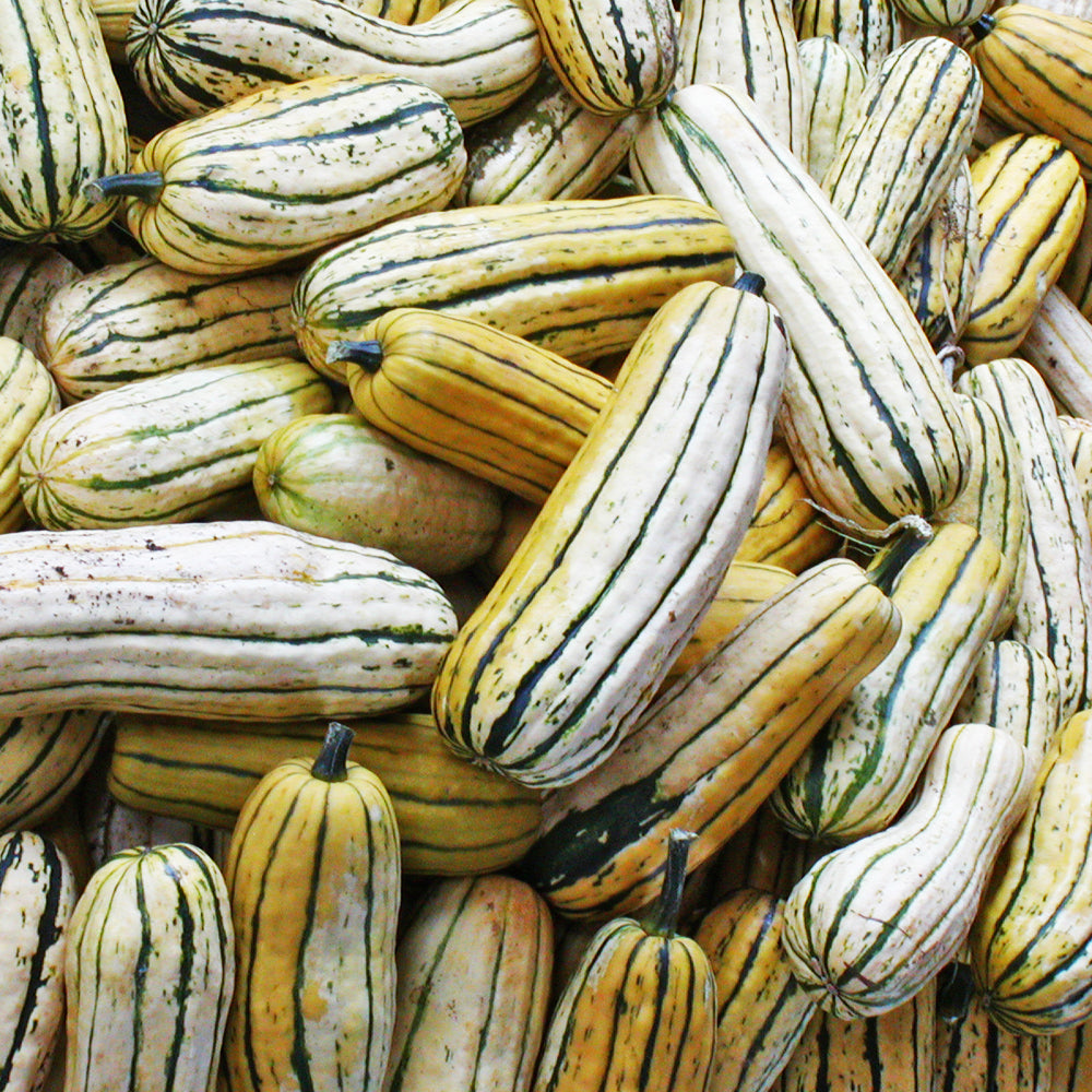 Courge Delicata