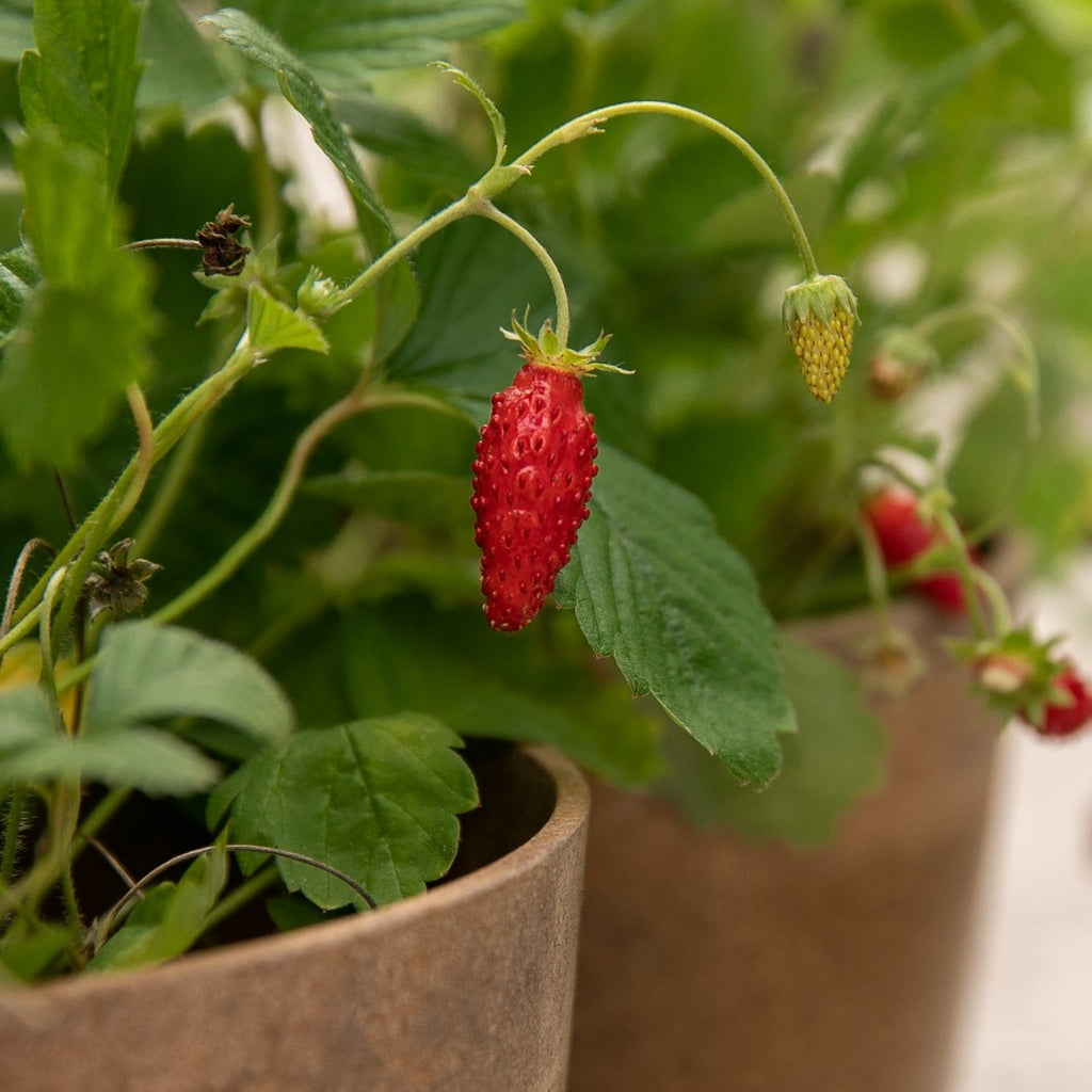 strawberry mignonette seeds Red Alpine Strawberry
