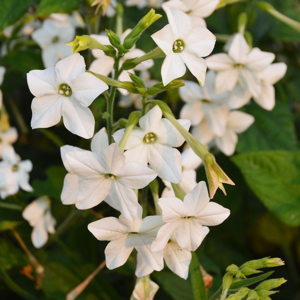 jasmin tobacco Nicotine Jasmine