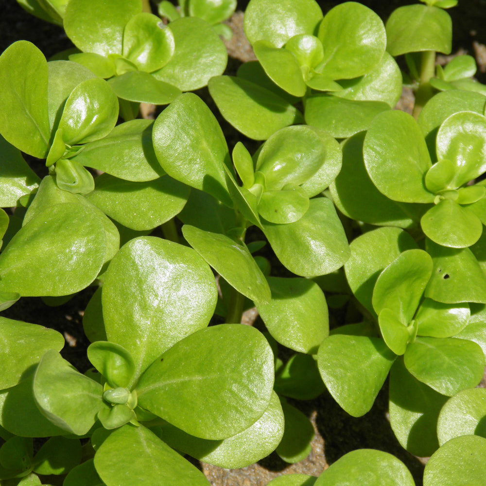 Golden Purslane