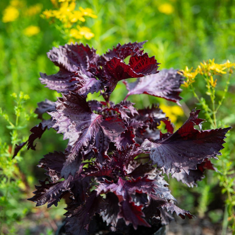 Purple Shiso