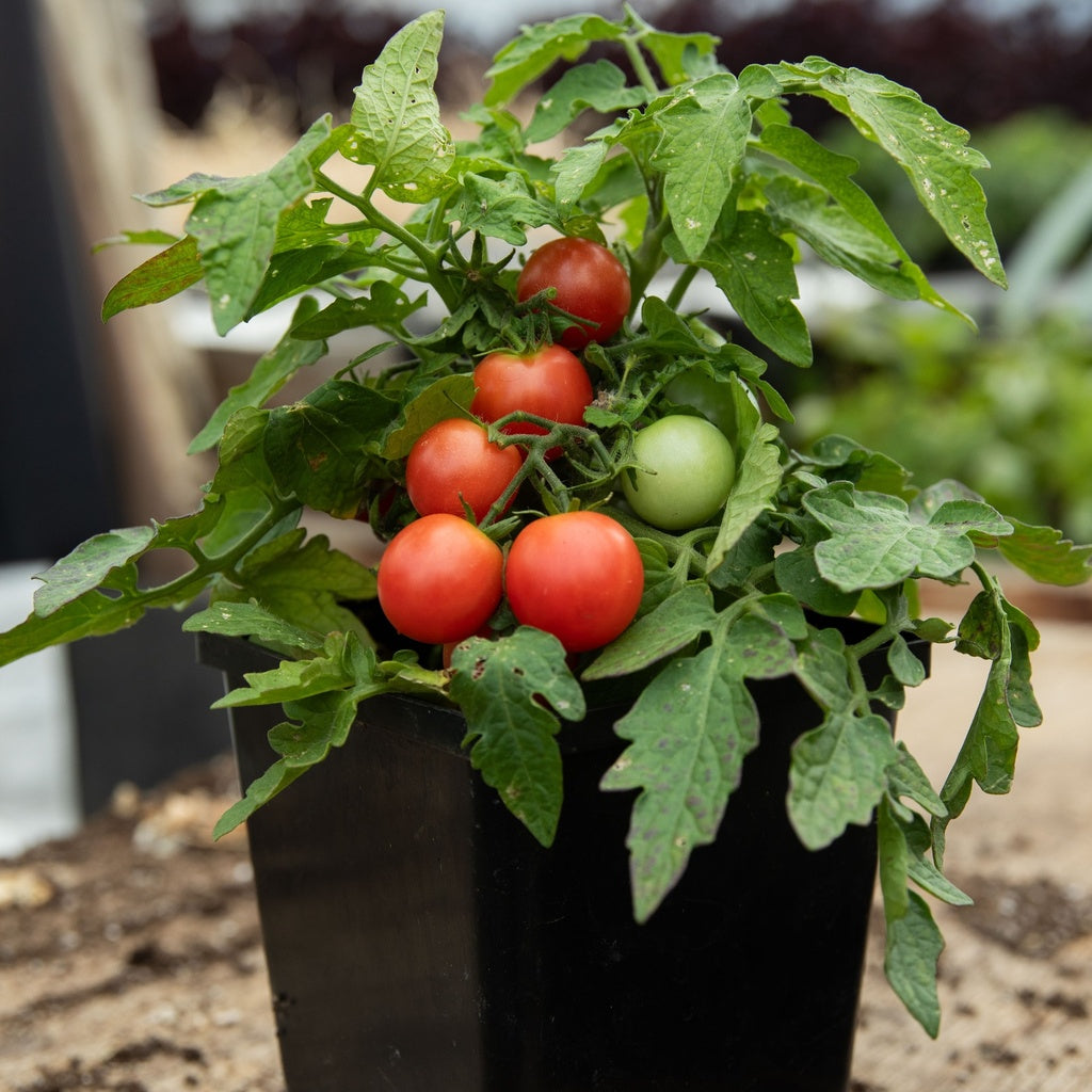 tomate cerise plant Tomate cerise Rosy Finch