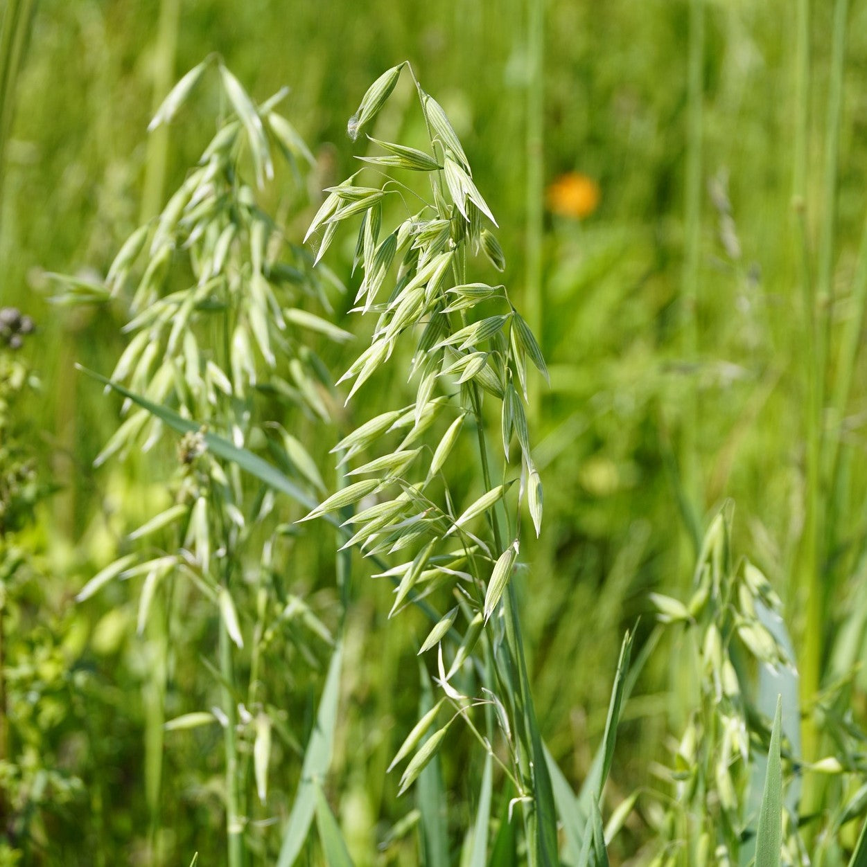 avoine plante Avoine fleurie