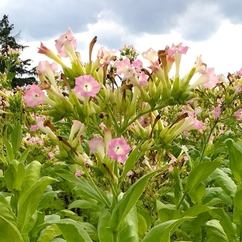 virginia gold tobacco plant Nicotine Virginia Gold