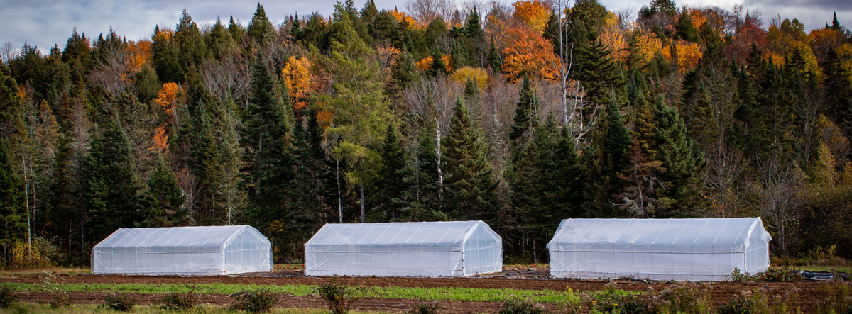 Prolongez votre potager : les semis à faire en septembre avant les premiers gels