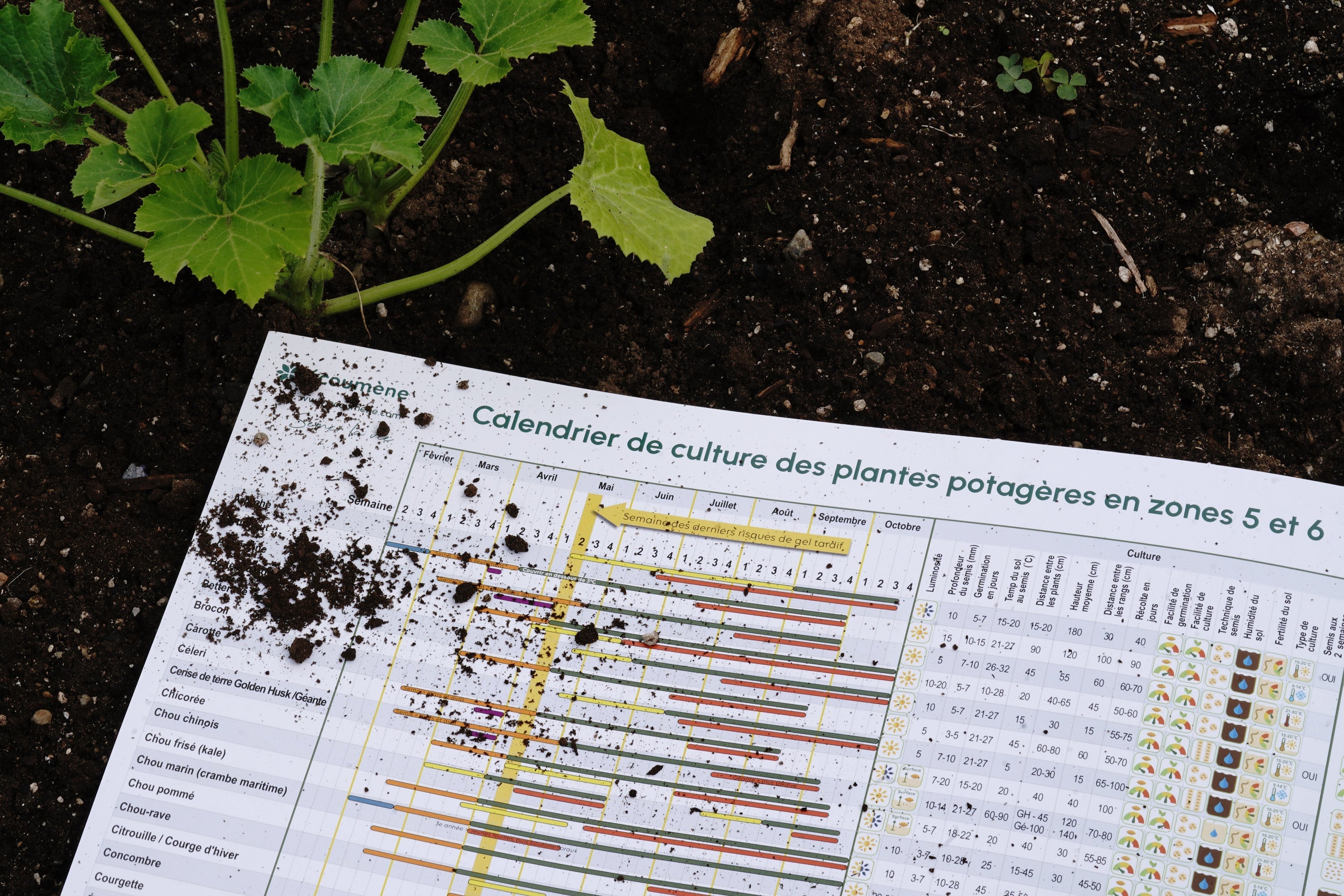 Arrête de semer trop tôt : comprend ta zone de rusticité