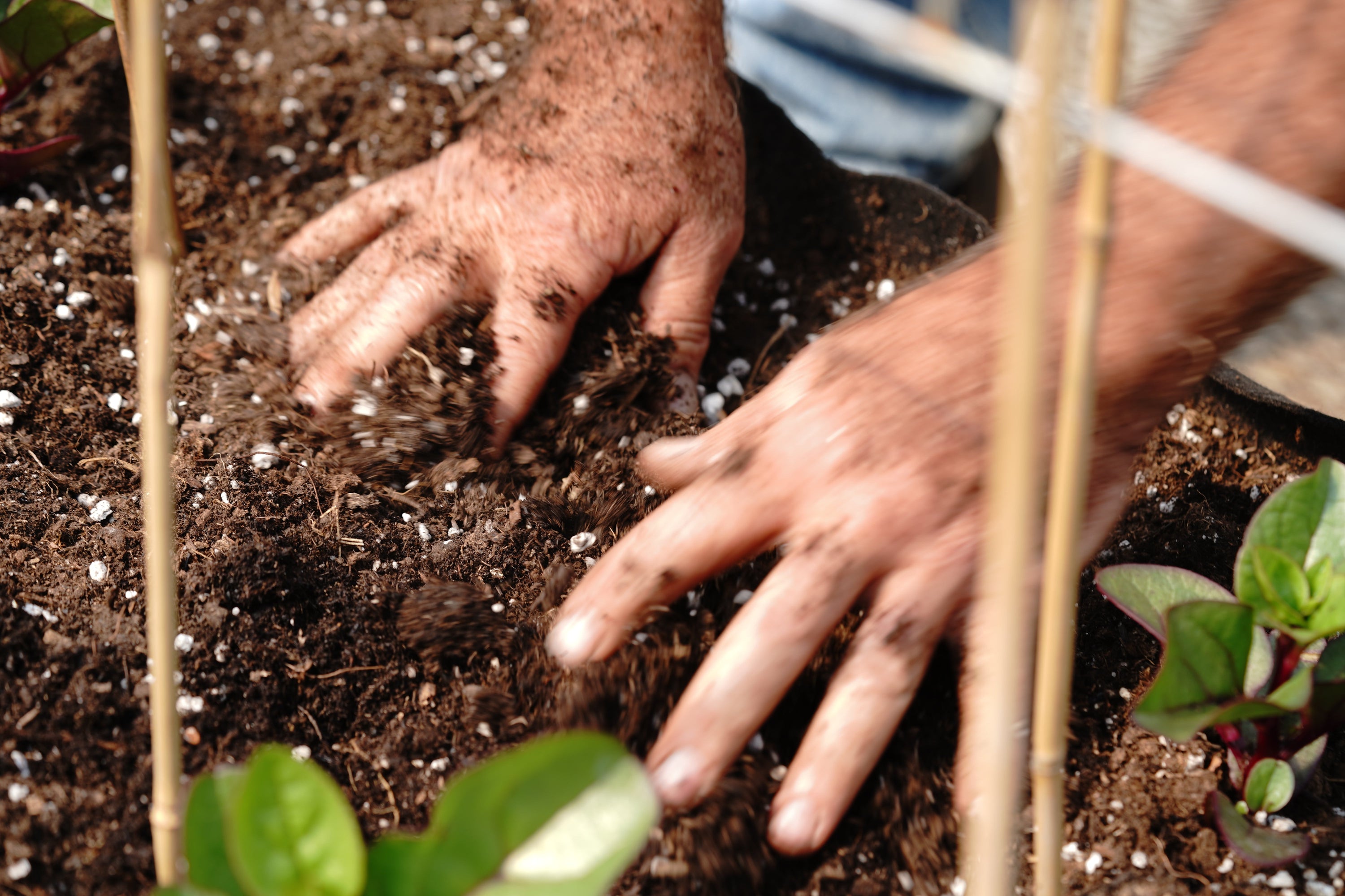 4 bonnes raisons de faire vos semis à la maison