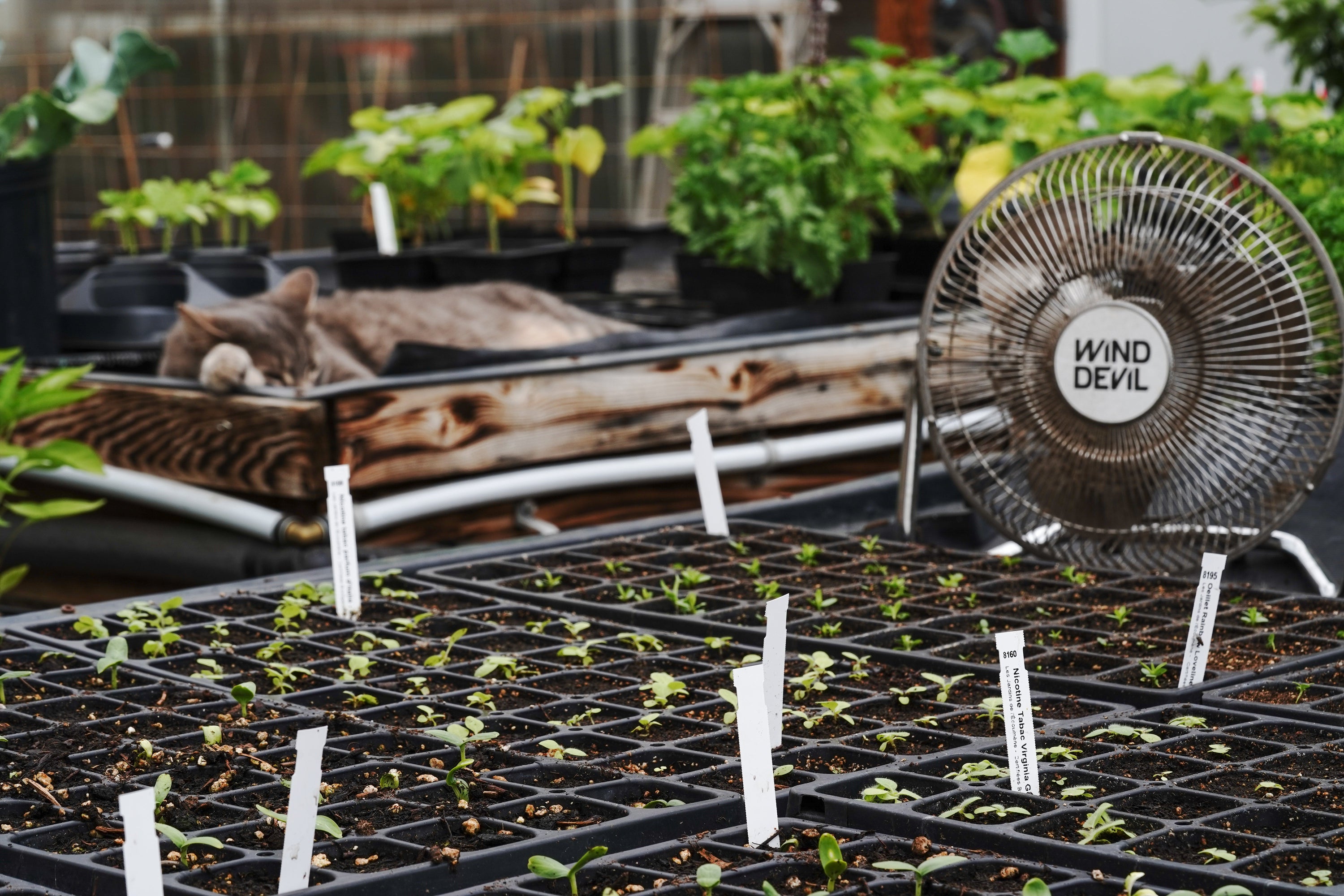 Choisir un terreau vivant pour bien démarrer ses semis