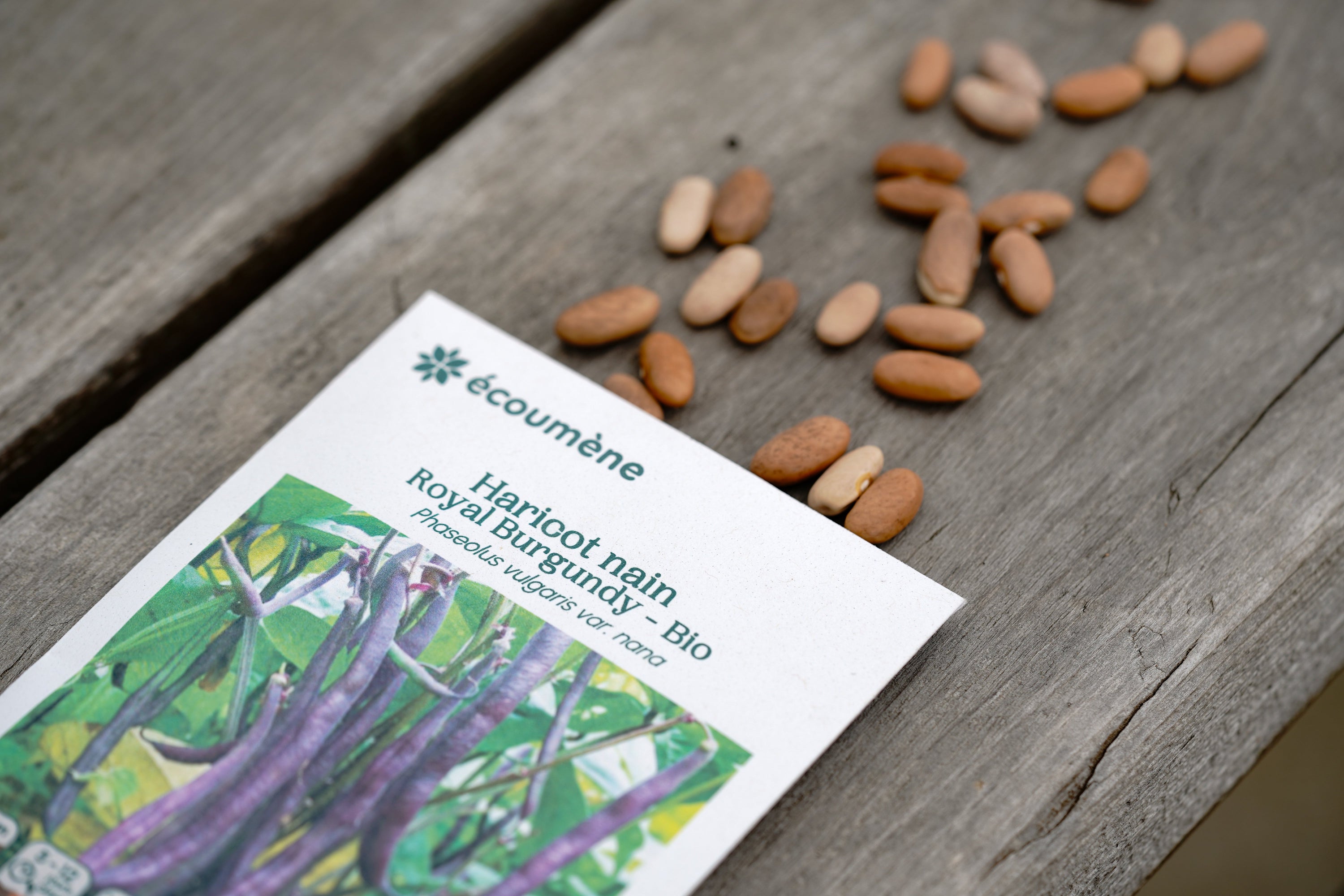 Pourquoi choisir des semences à pollinisation libre plutôt qu’hybrides ?