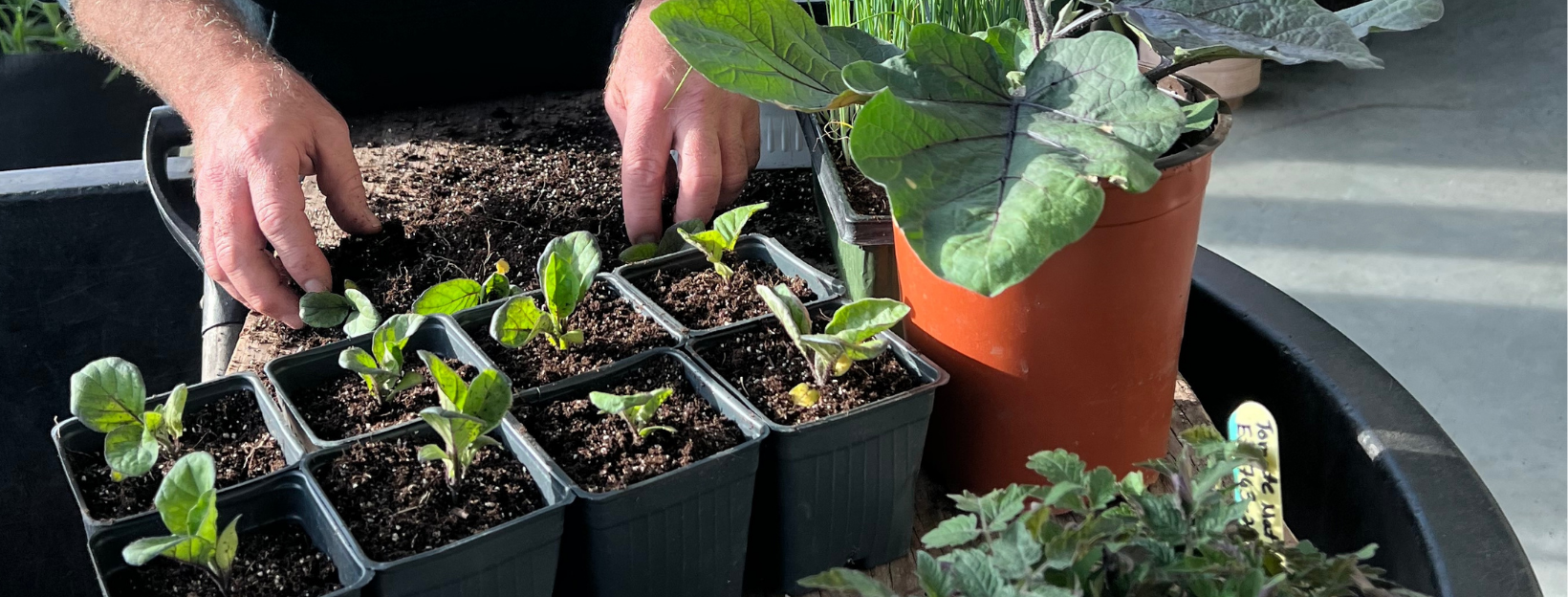 Débuter ses semis sans stress avec les essentiels écoumène