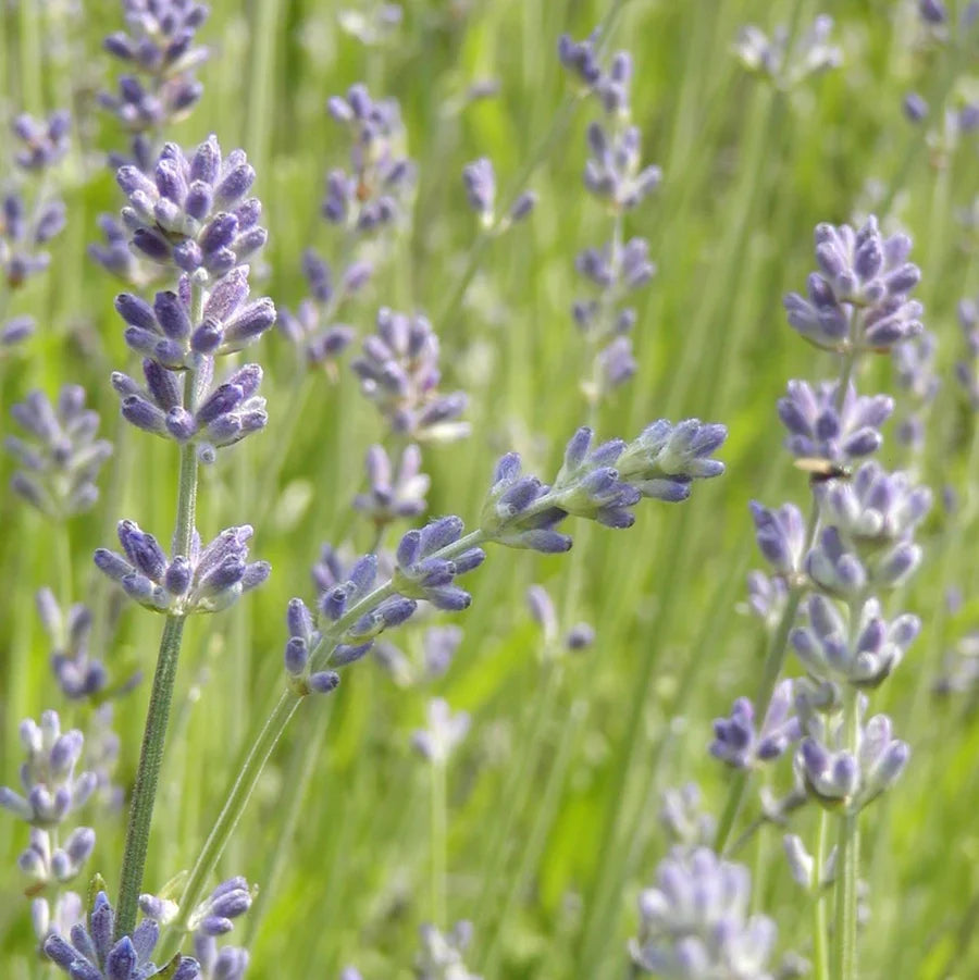 Quoi semer en février?