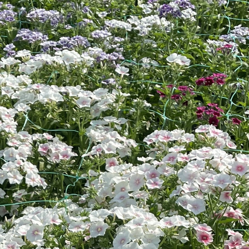 Phlox annuel – Bio