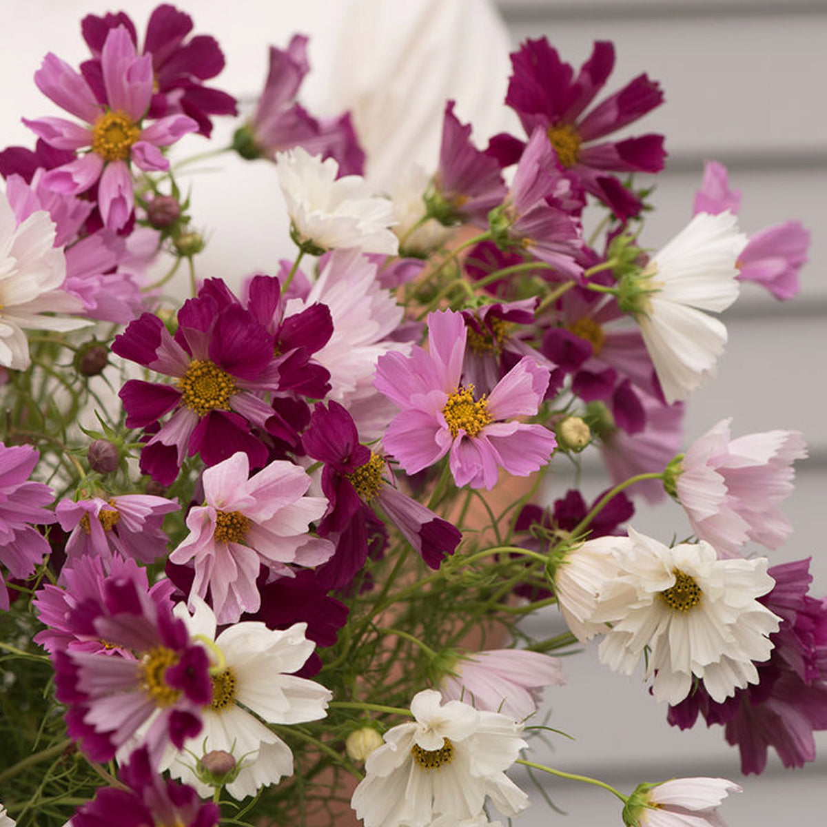 Cosmos Sea Shells - Bio