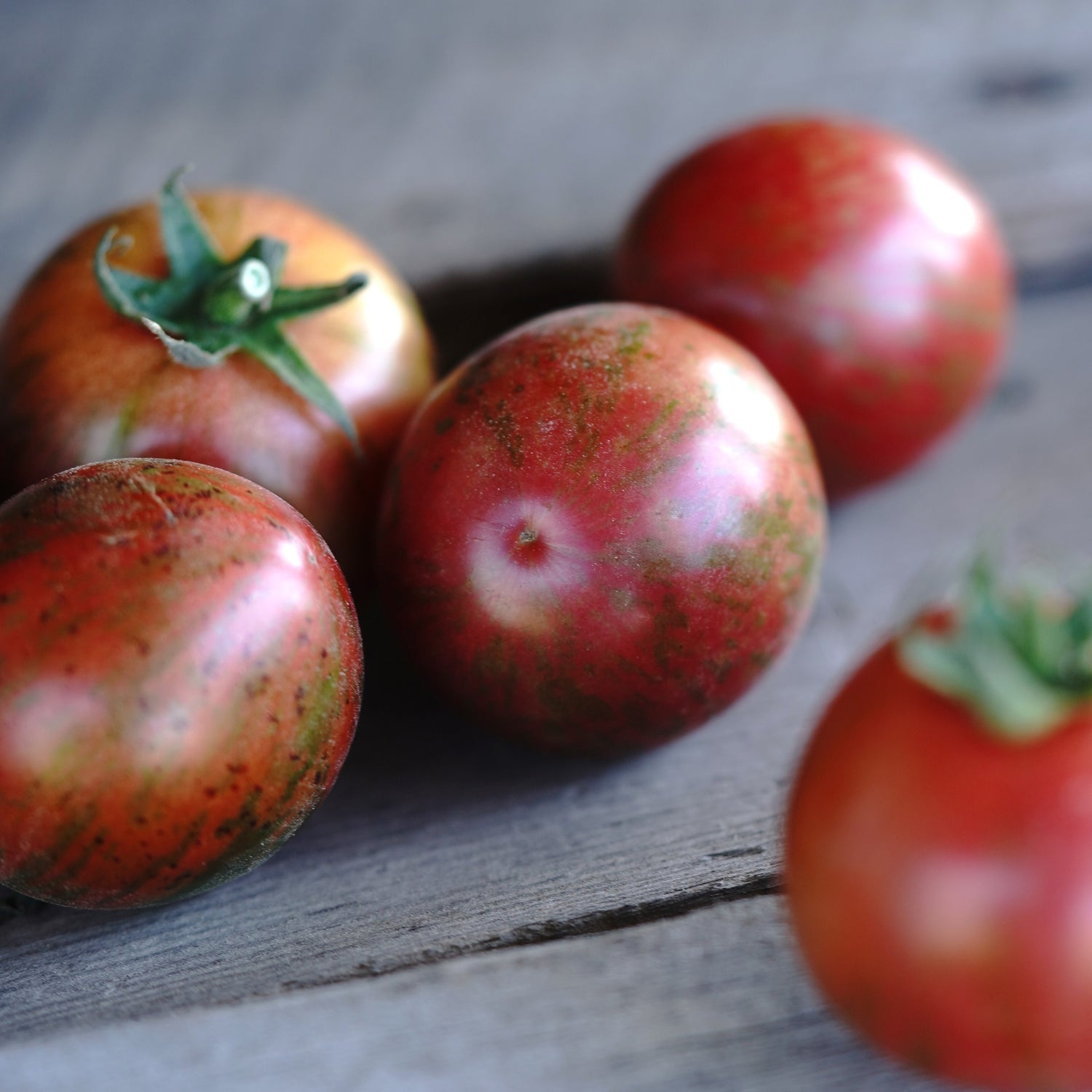 Tomate cocktail Purple Bumblebee - Bio