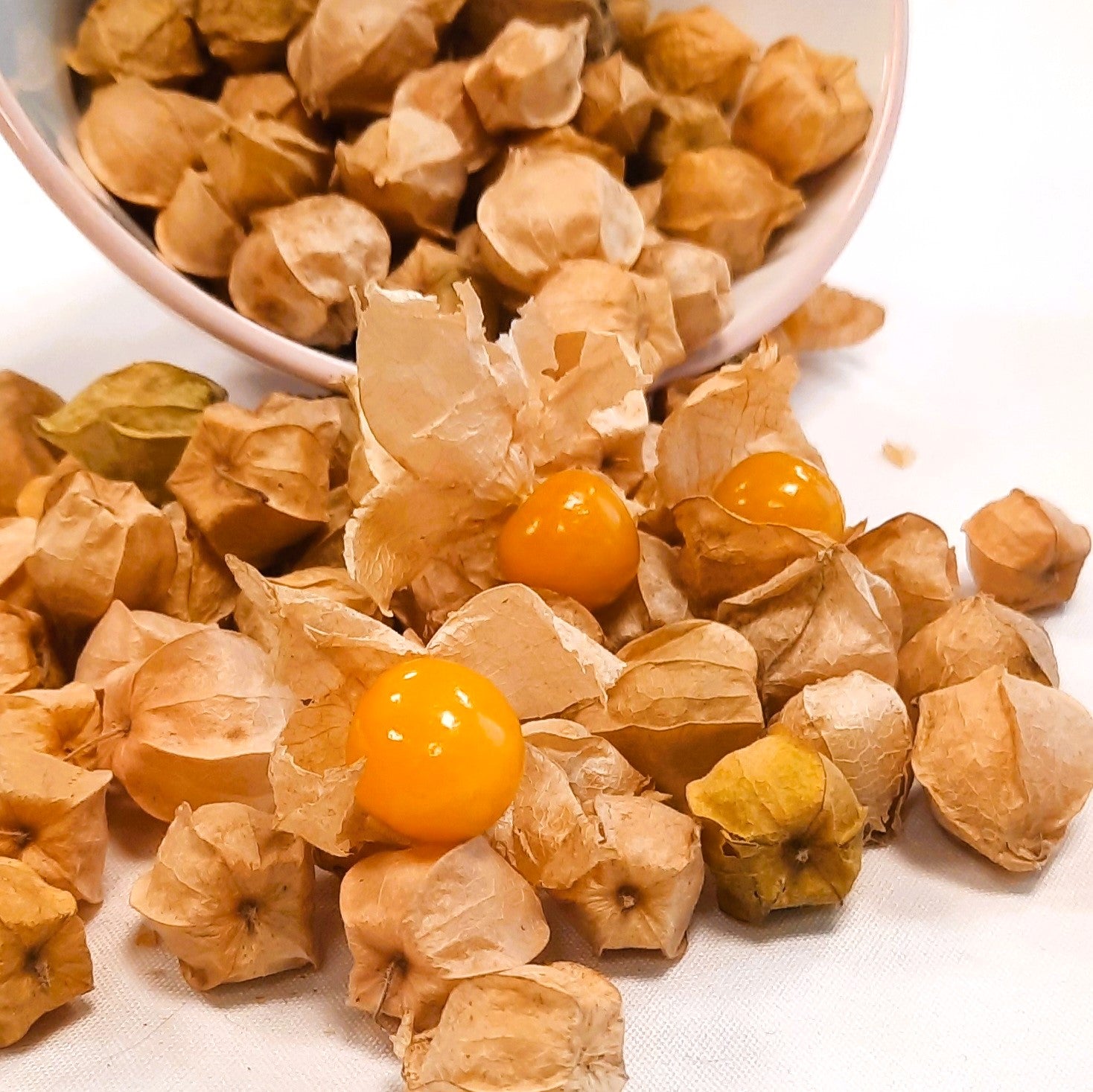 Cerise de terre Cossack Pineapple - Bio