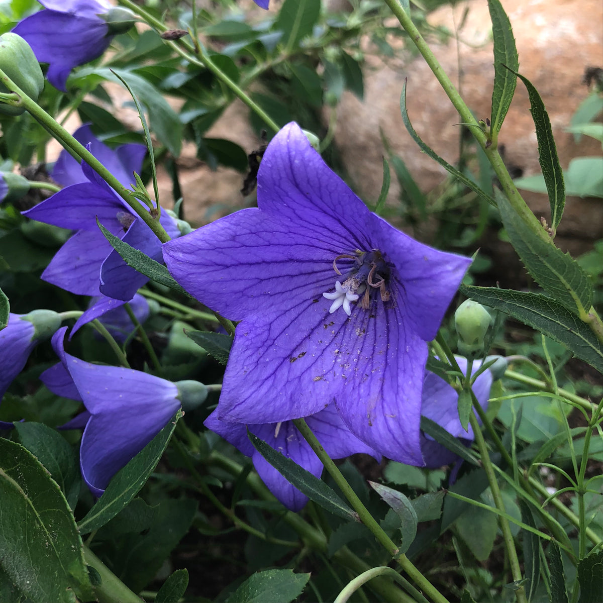 Campanule Toraji - Bio