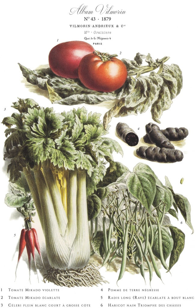 Affiche VilMorin No.43