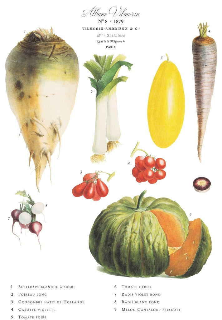 Affiche VilMorin No.8