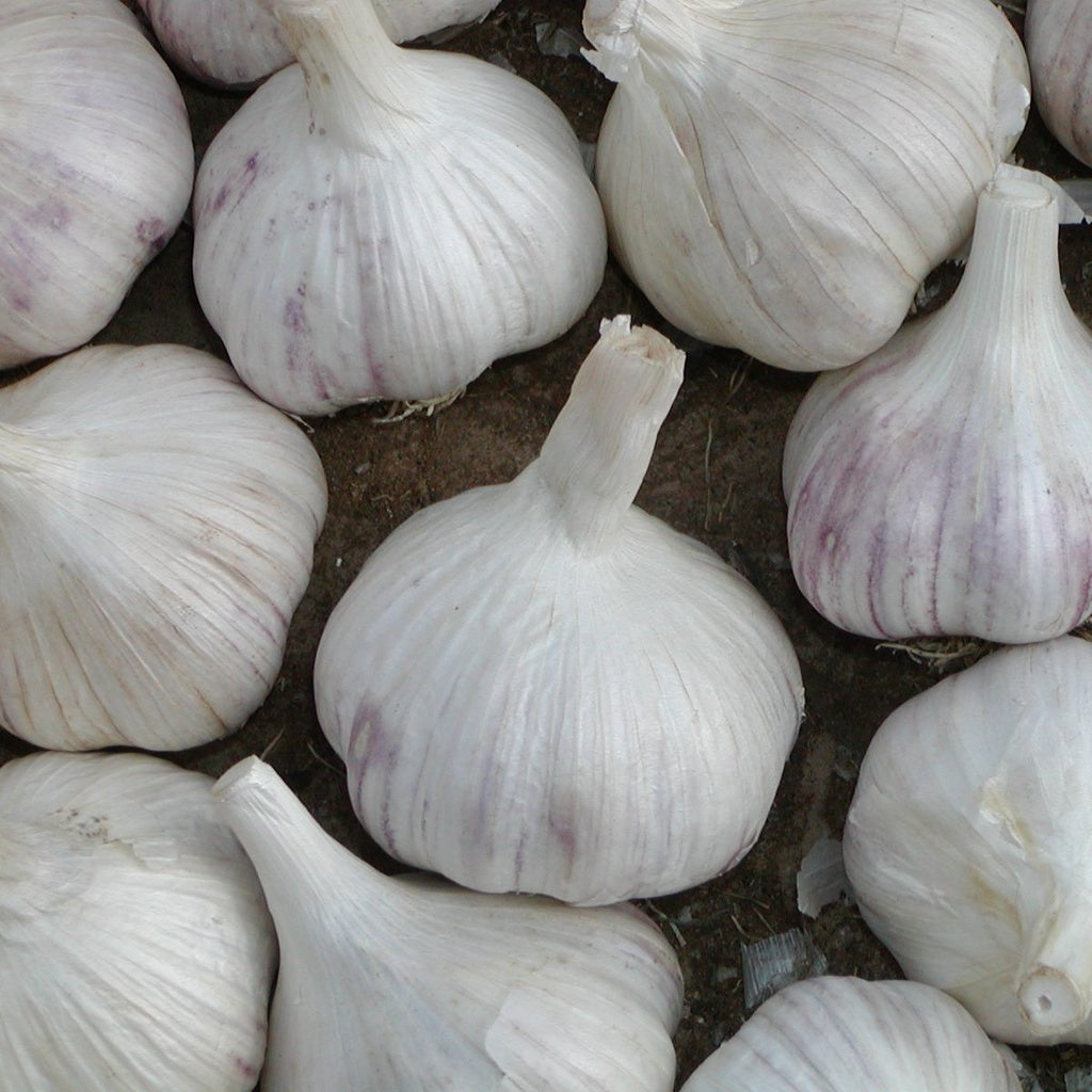 Ail Music gros calibre - Bio