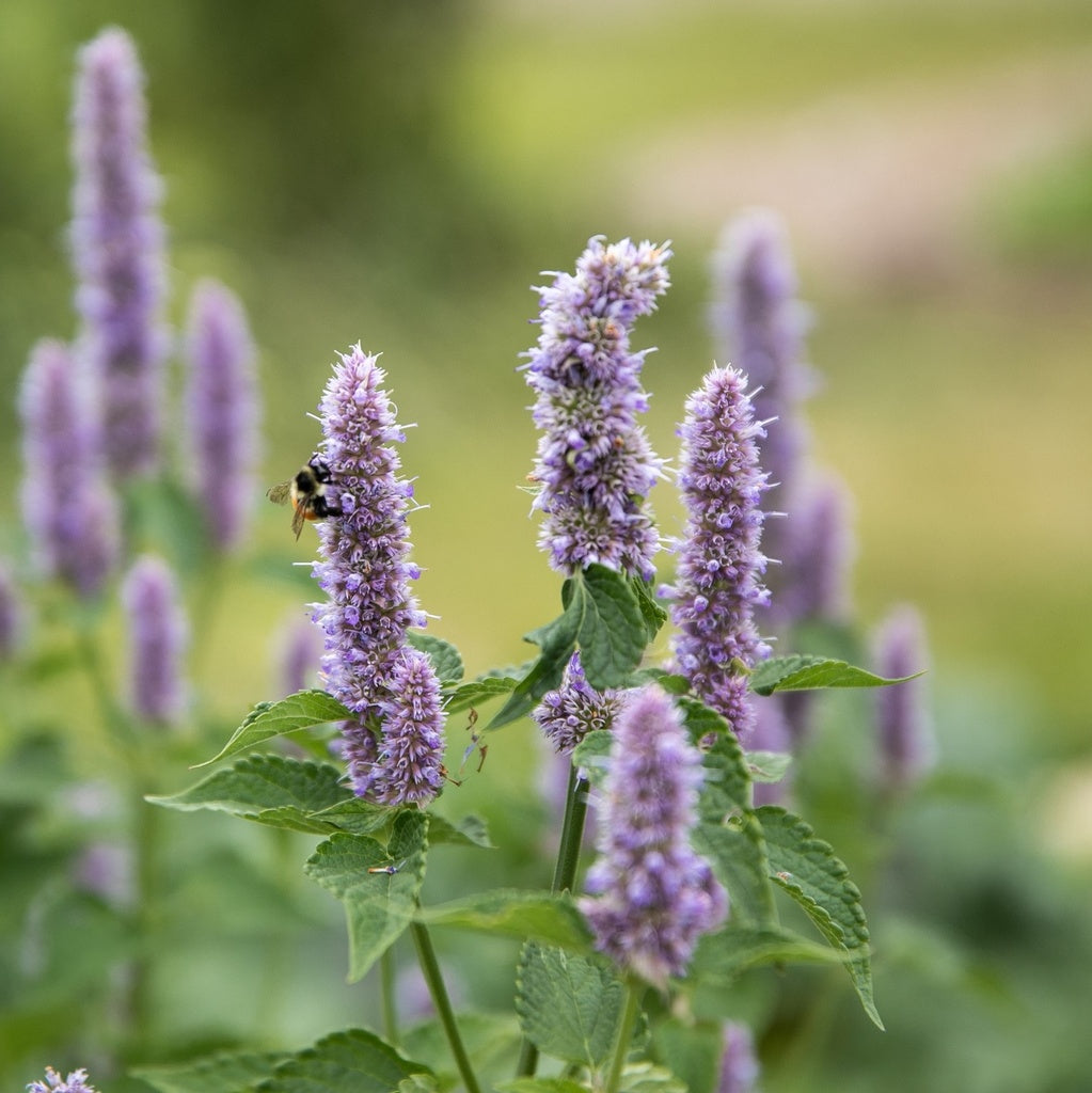 Agastache de Corée - Bio
