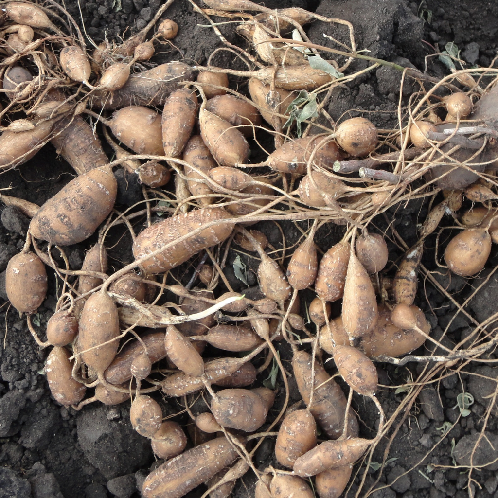 Apios americana (patate en chapelet) - Bio