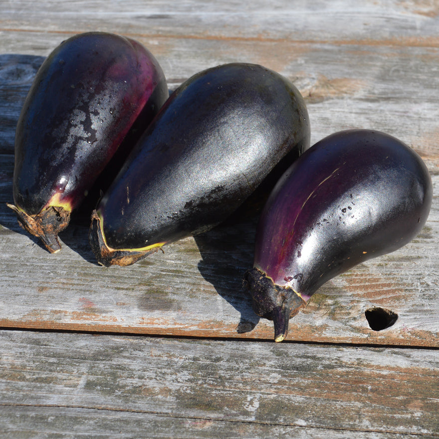 Aubergine Black - Bio