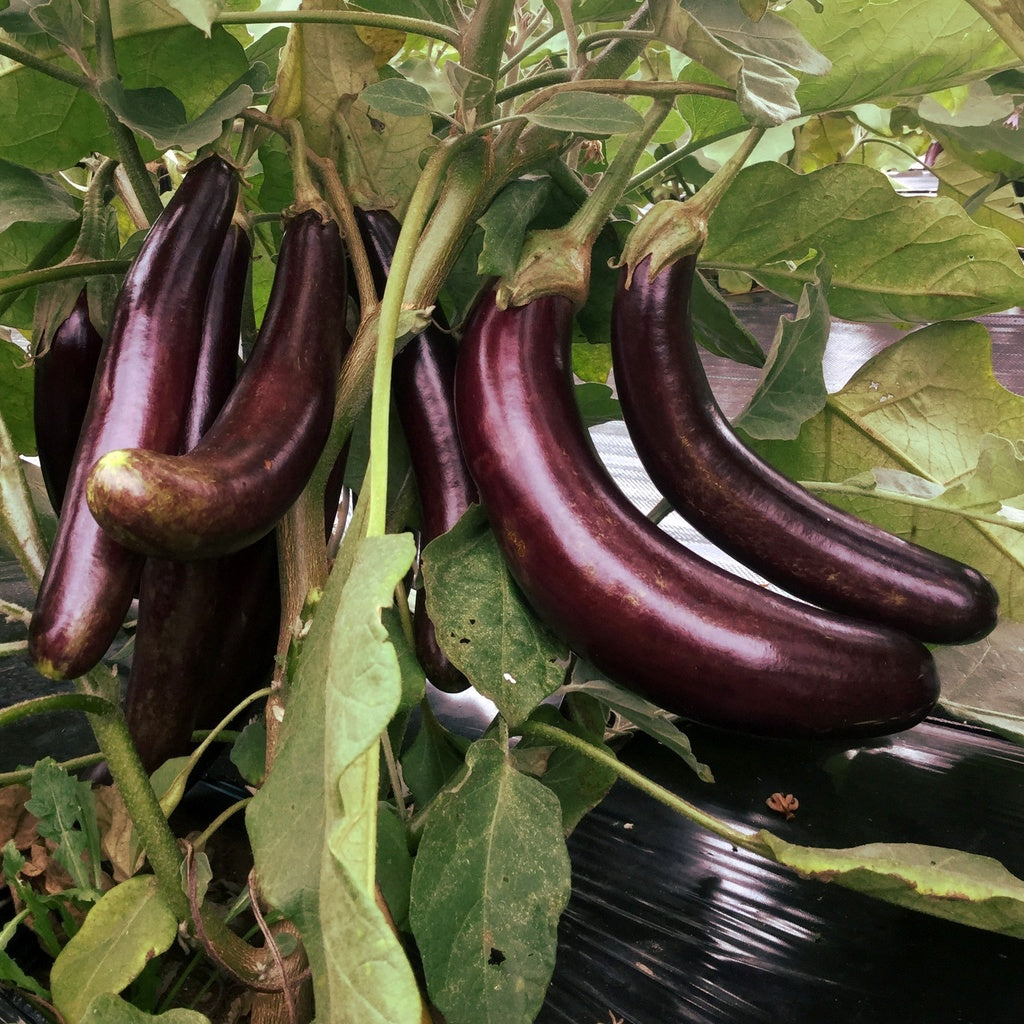 Aubergine Little Finger - Bio