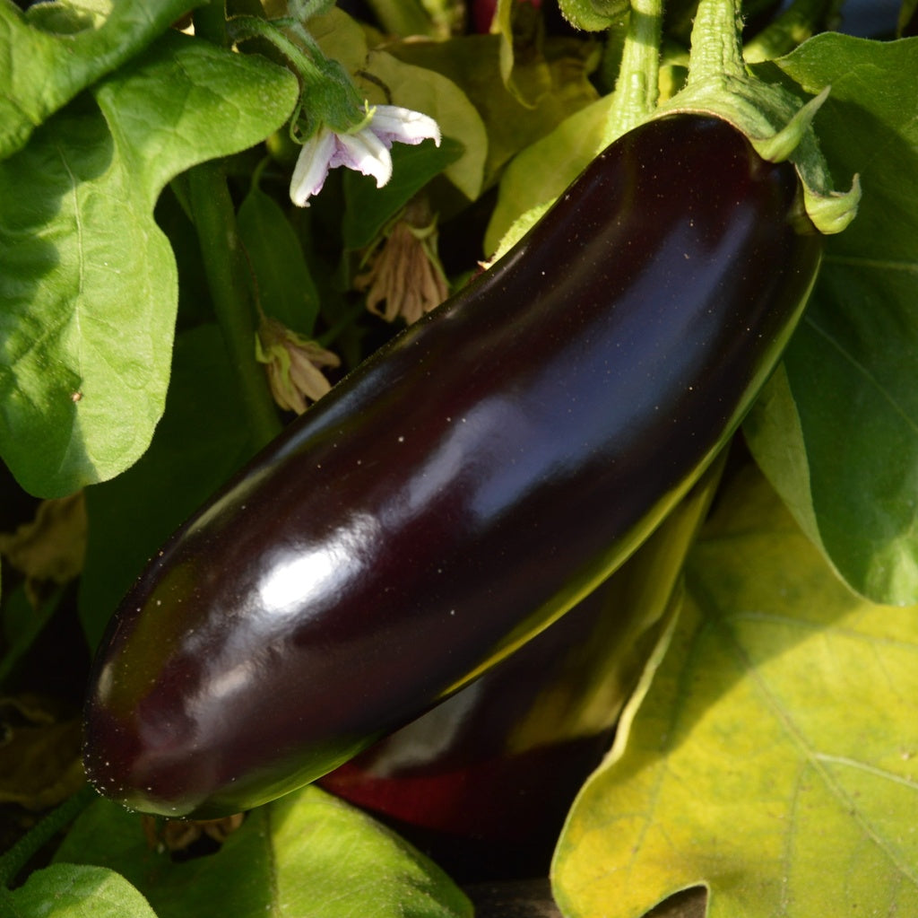 Aubergine Diamond - Bio