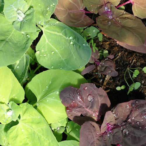 Arroche Aurora-Mix - Bio