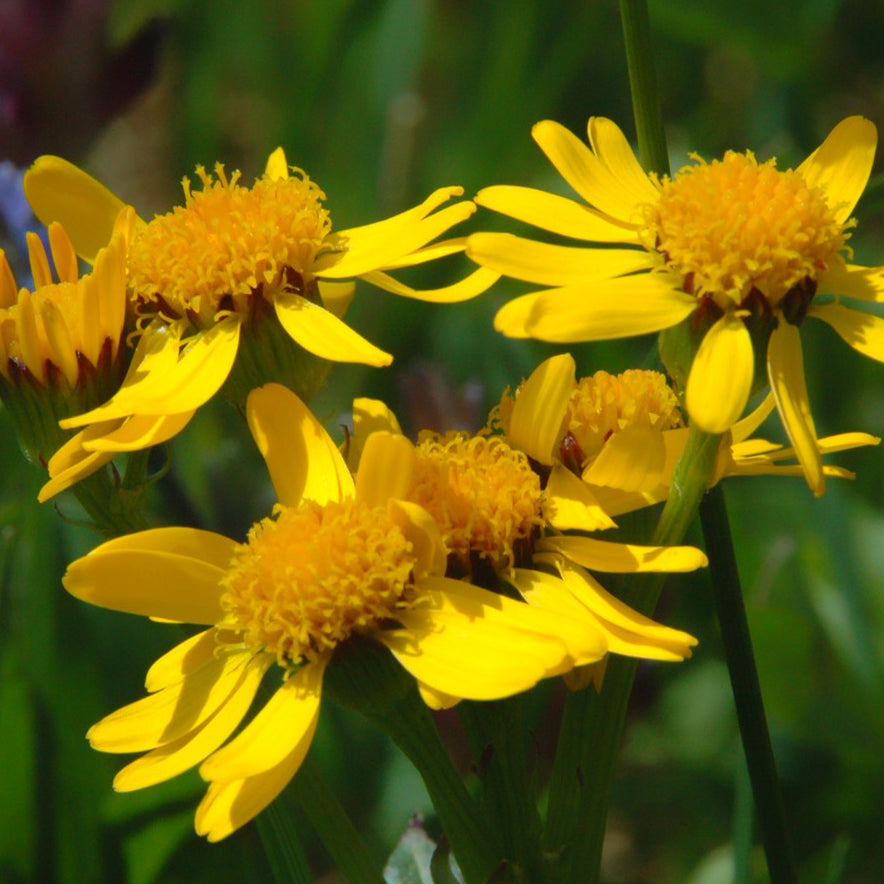 Arnica americana - Bio