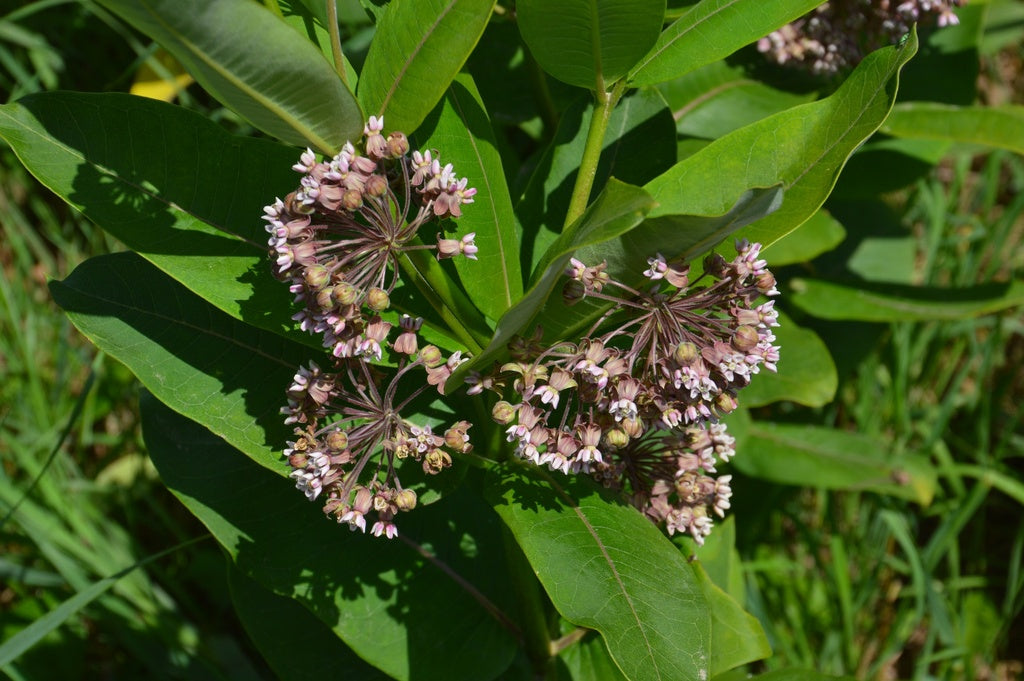 Asclépiade Commune - Bio