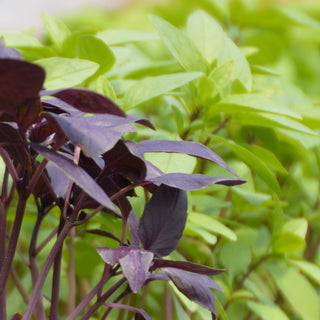 Mixed Basil - Organic