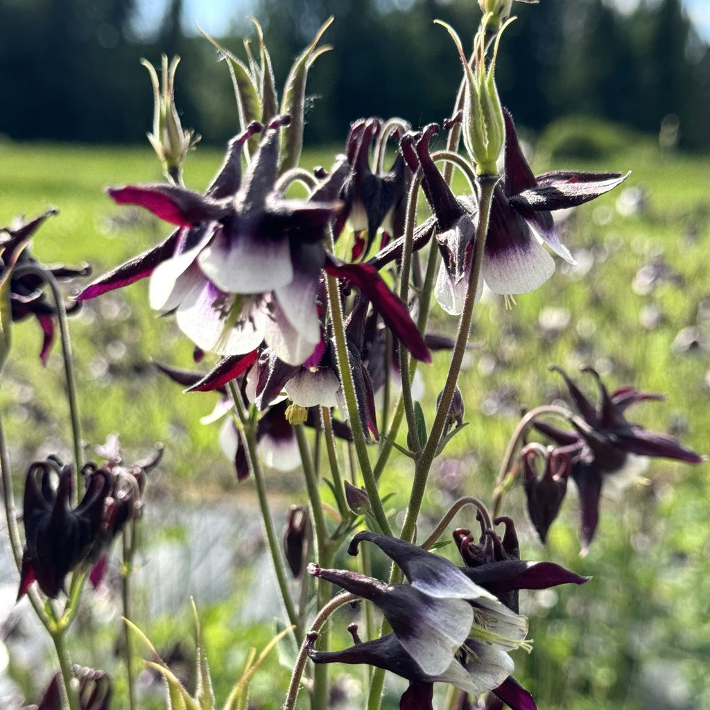 Ancolie William Guiness - Bio