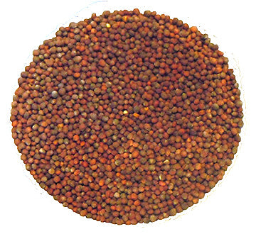 Brocoli calabrais à germer - Bio