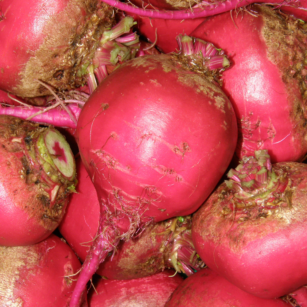 Betterave Lutz - Bio