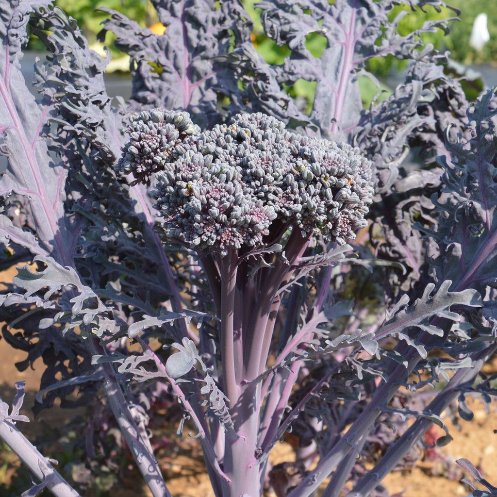 Brocoli Purple Peacock - Bio