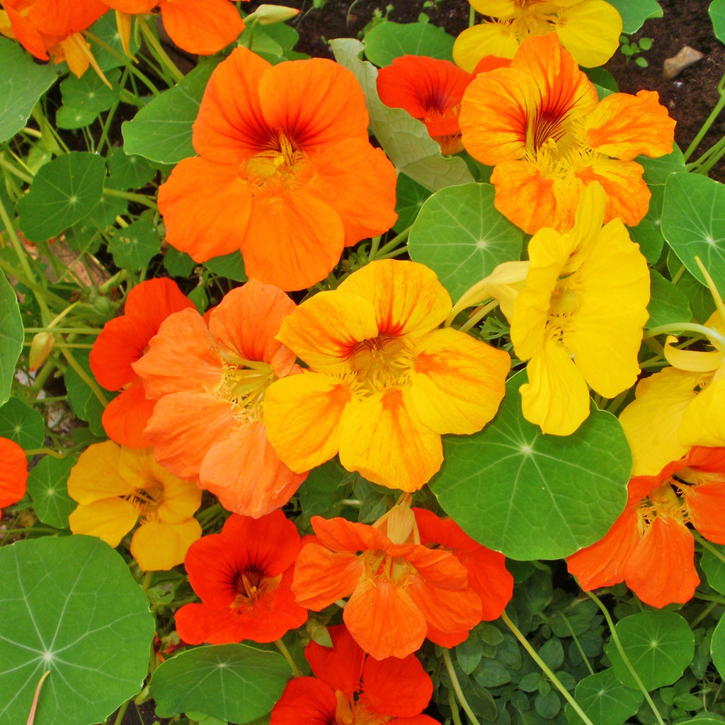 Capucine Jewel - Bio