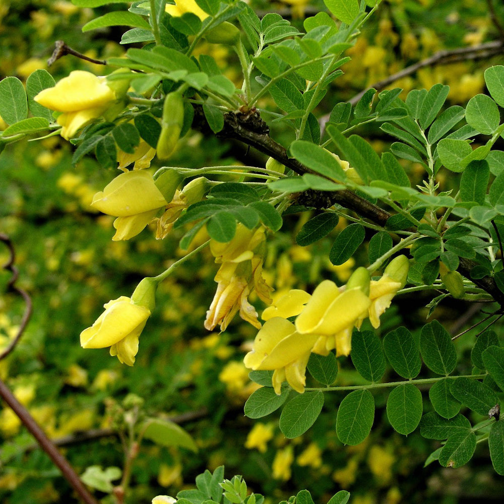 Caraganier de Sibérie - Bio