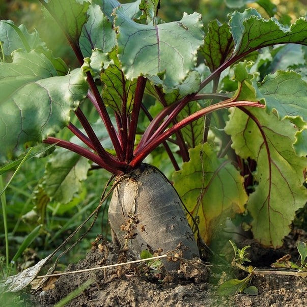 Betterave Red Mammoth - Bio