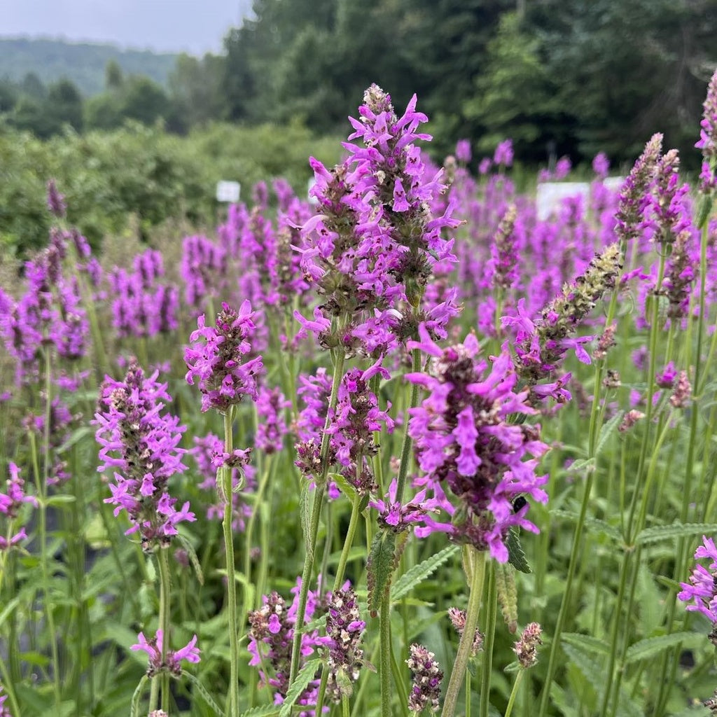 Bétoine officinale - Bio