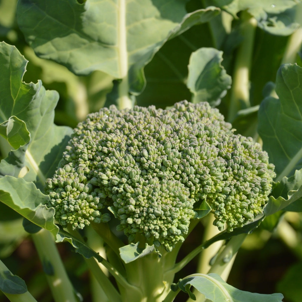 Brocoli Goliath - Bio