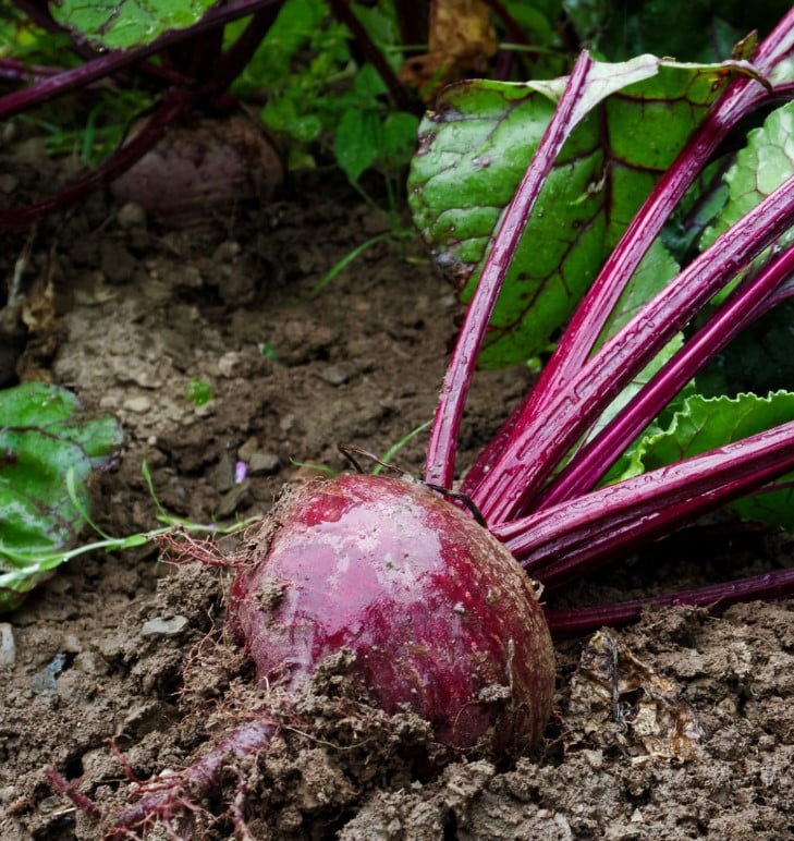 Betterave Crosby's Egyptian - Bio