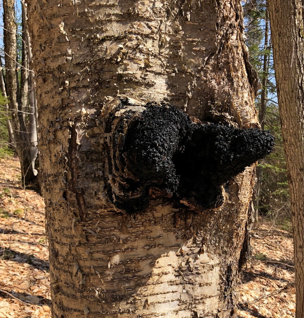 Chaga