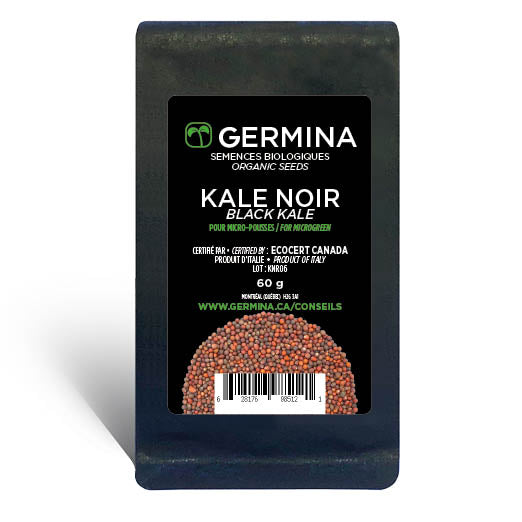 Chou kale noir à germer - Bio