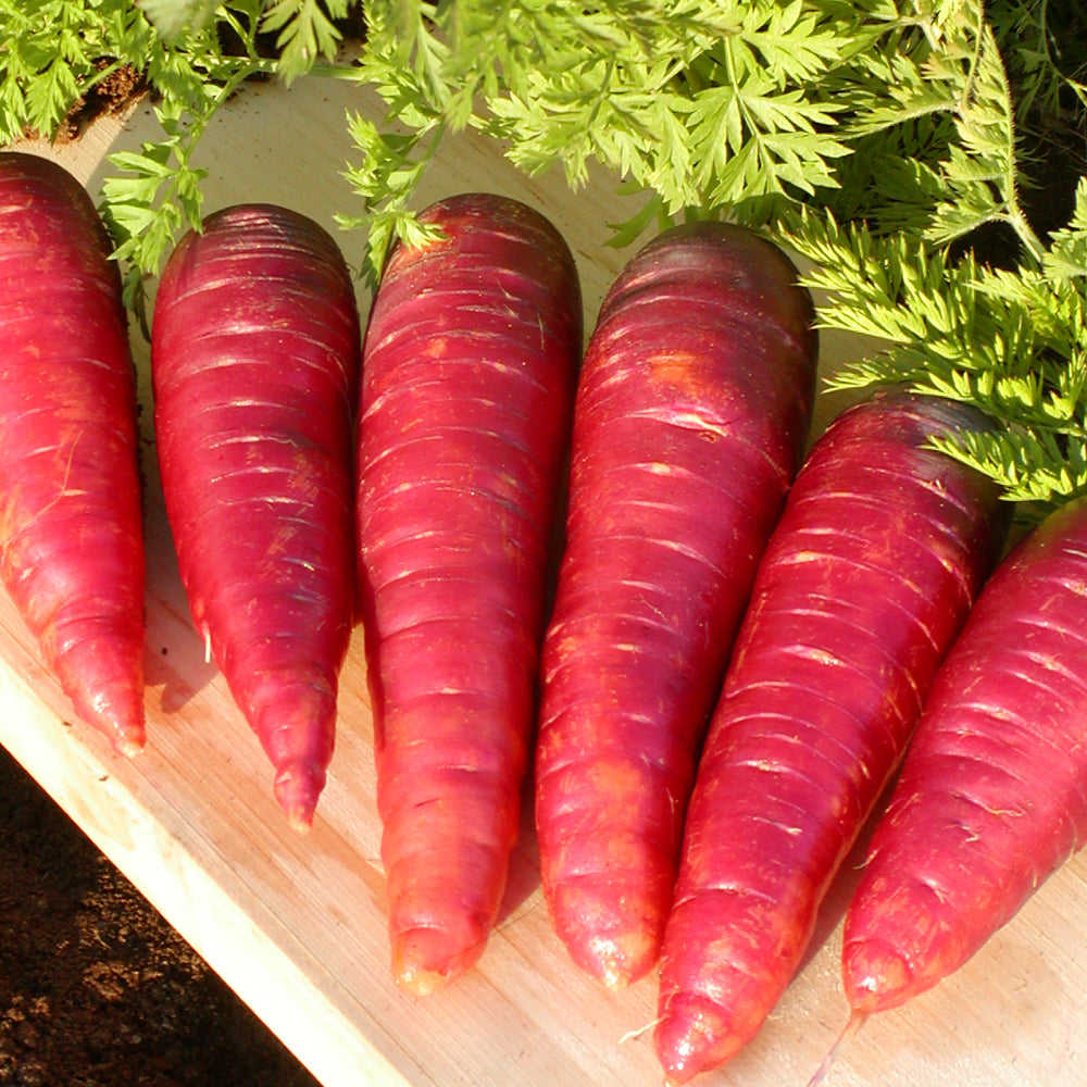 Carotte Purple Dragon - Bio