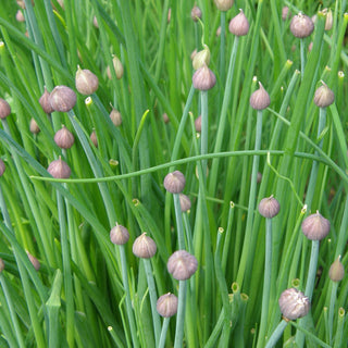 Garden chives - Organic